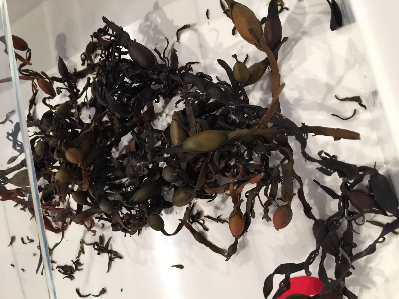 Alleskönner Seetang